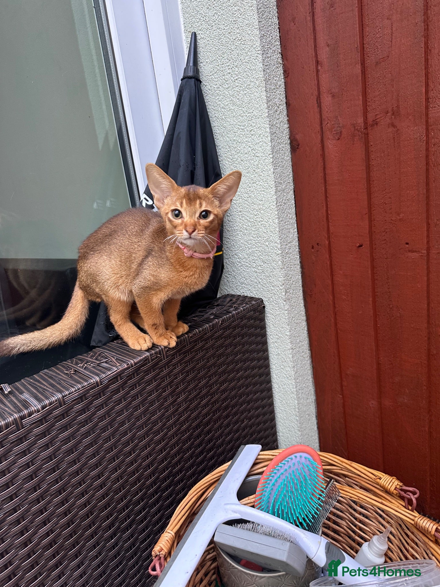 Abyssinian cats Abyssinian kittens  - Advert 3
