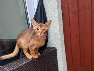 Abyssinian cats Abyssinian kittens - Advert 3