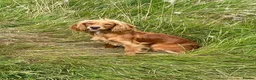 Cocker Spaniel dogs for sale: Beautiful KC Registered cocker pups - Advert 1