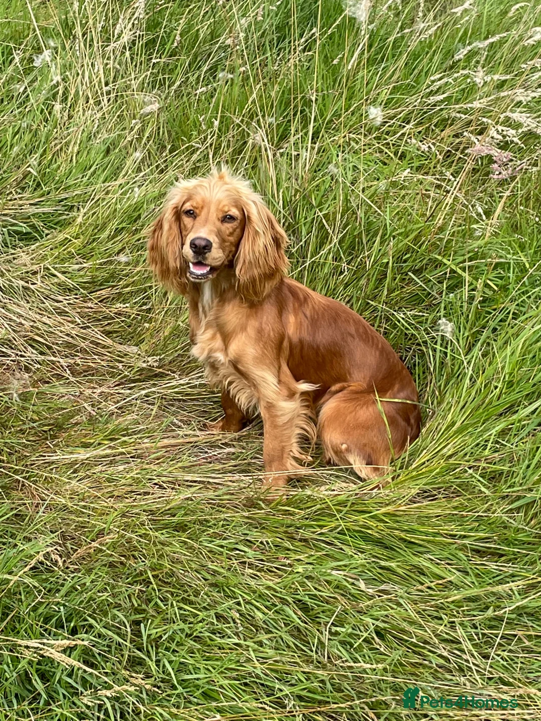 Cocker Spaniel dogs for sale: Beautiful KC Registered cocker pups - Advert 1