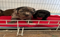 Mixed Breed dogs for sale: Dachshador puppies  - Image 7