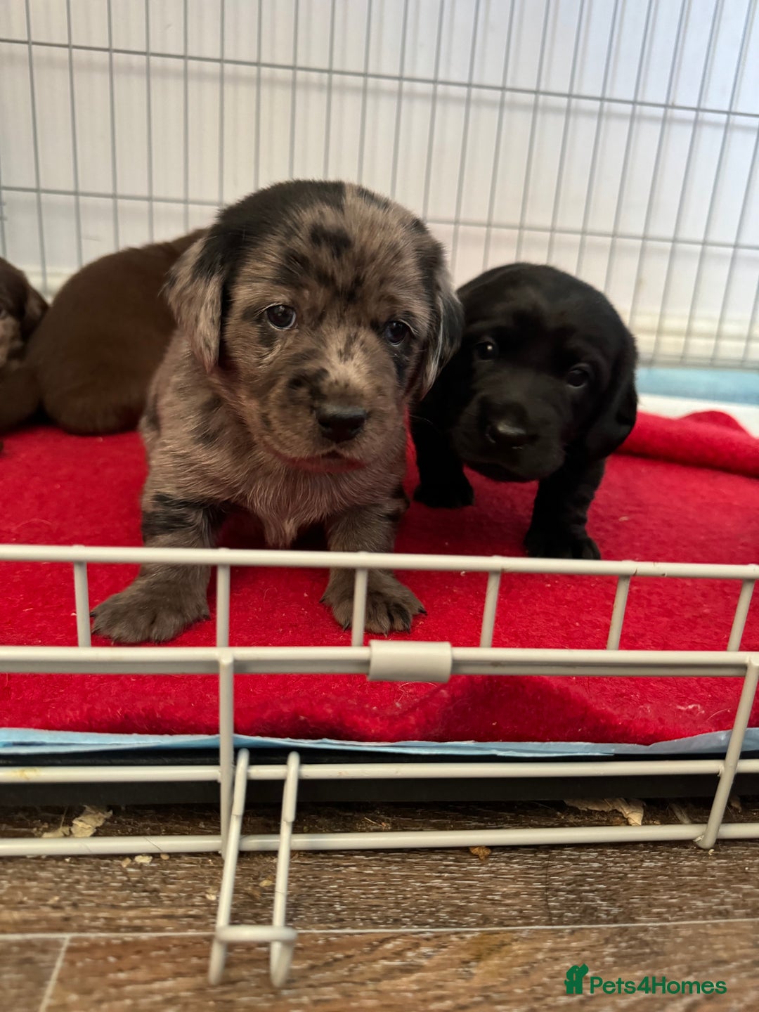 Mixed Breed dogs for sale: Dachshador puppies  - Image 7