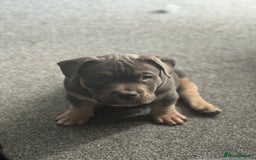American Bully dogs for sale: Micro/Pocket Bully Puppy - Image 8
