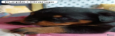 Rottweiler Puppy 2 - Purple/ Orange