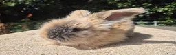 Angora rabbits for sale: 🩷 FULL FACE ANGORA BABIES- PARENTS FROM🇫🇷 - Advert 12