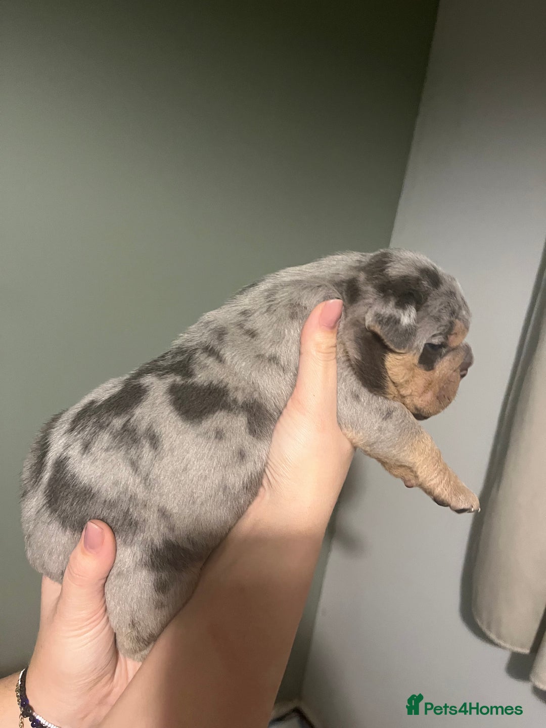 Olde English Bulldogge dogs for sale: Old English bulldog  - Advert 20