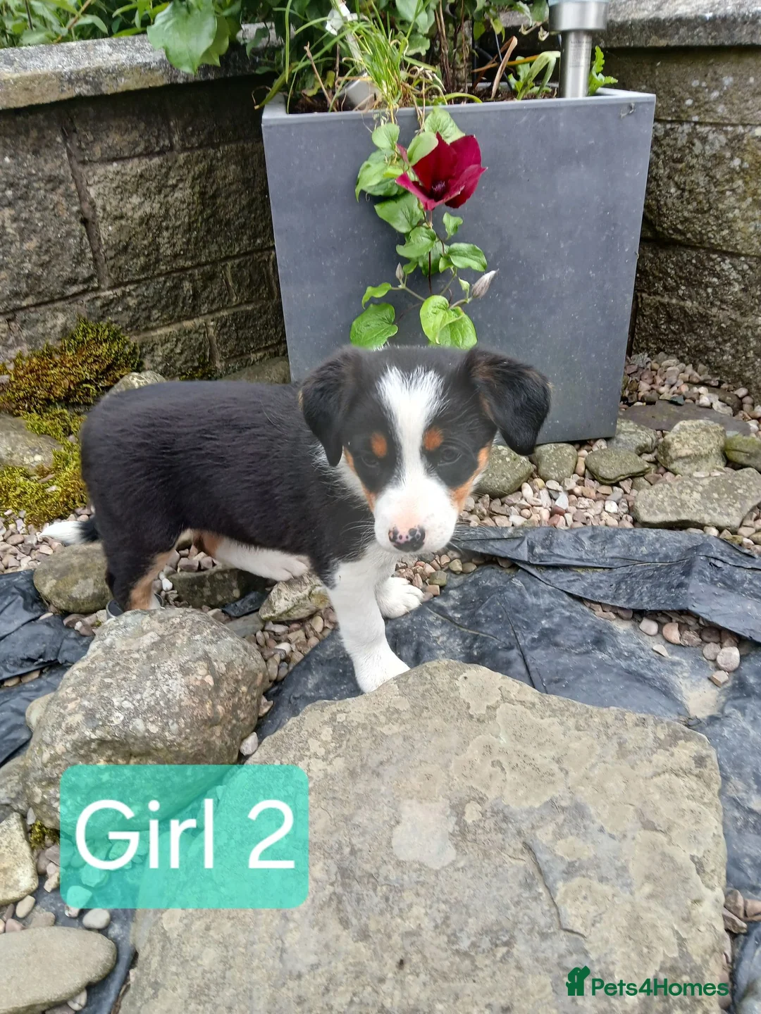 Border Collie dogs for sale: **Border Collie Pups for Sale** - Advert 19