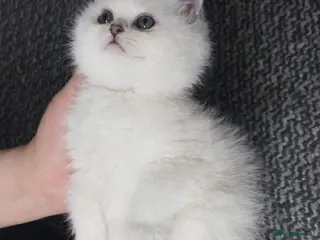 British Shorthair cats British shorthair cat - Advert 16