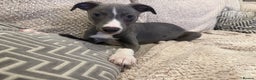 Whippet dogs for sale: Dolly & Walters pups   - Advert 2