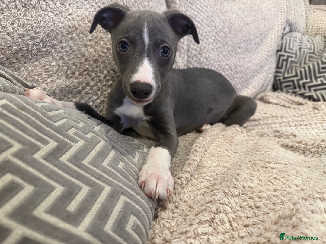 Whippet dogs for sale: Dolly & Walters pups   - Advert 2