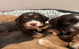 Cocker Spaniel dogs for stud: Kc health tested working cocker spaniel  - Image 8