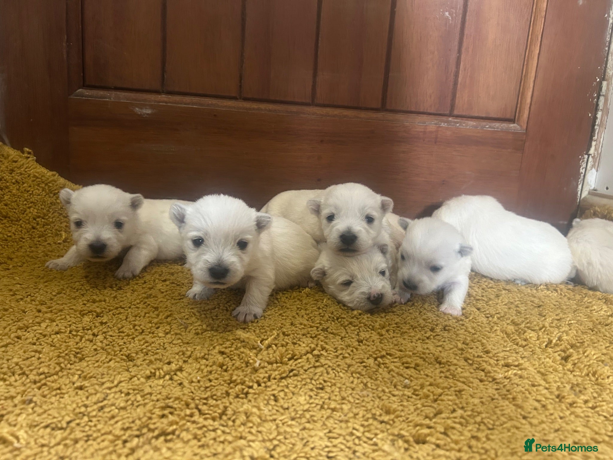 West Highland Terrier dogs West highland terrier puppies - Advert 8