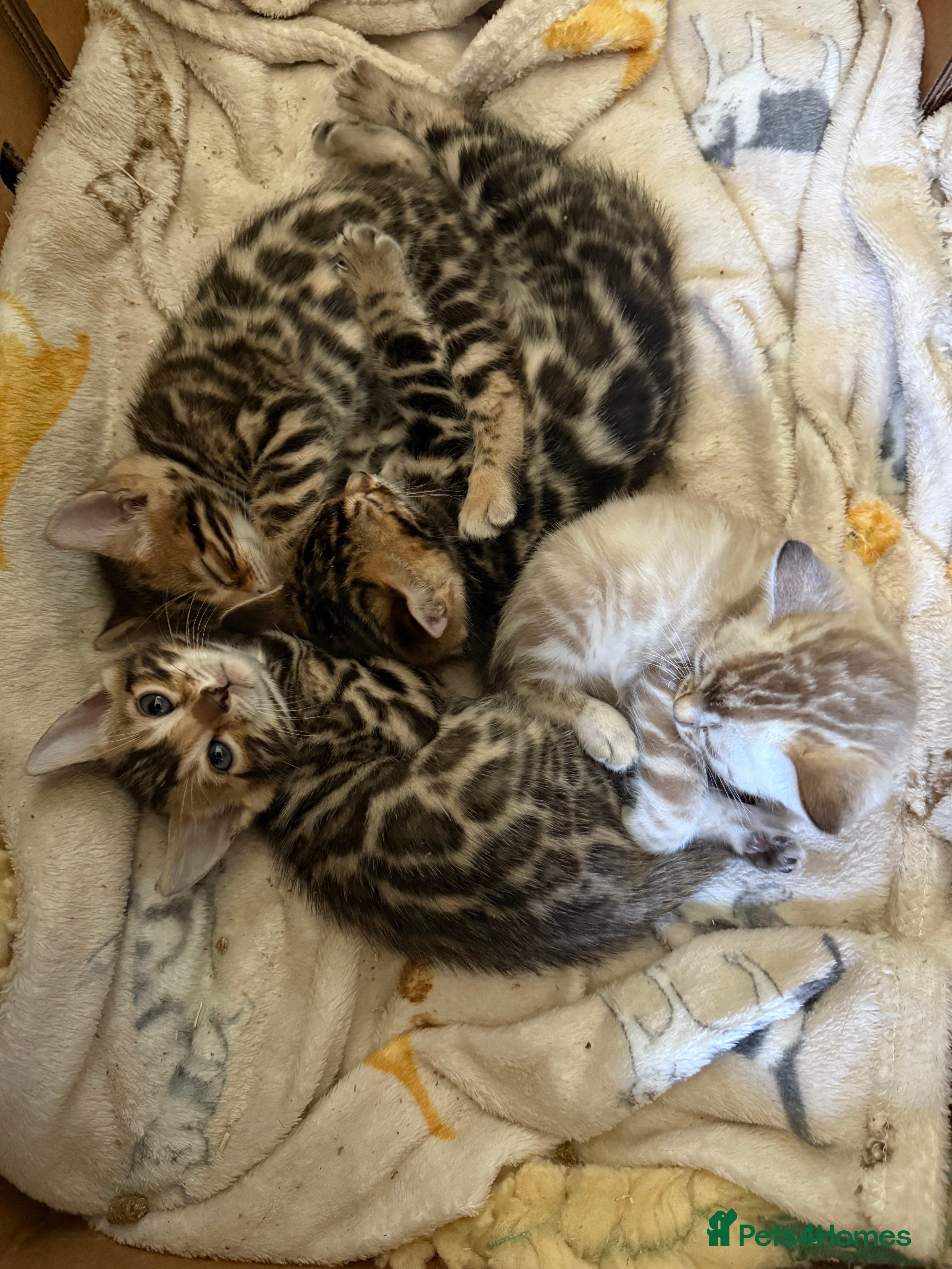 Bengal cats Stunning 🐾 Pedigree Bengal Kittens 🐆 TICA Reg - Advert 1