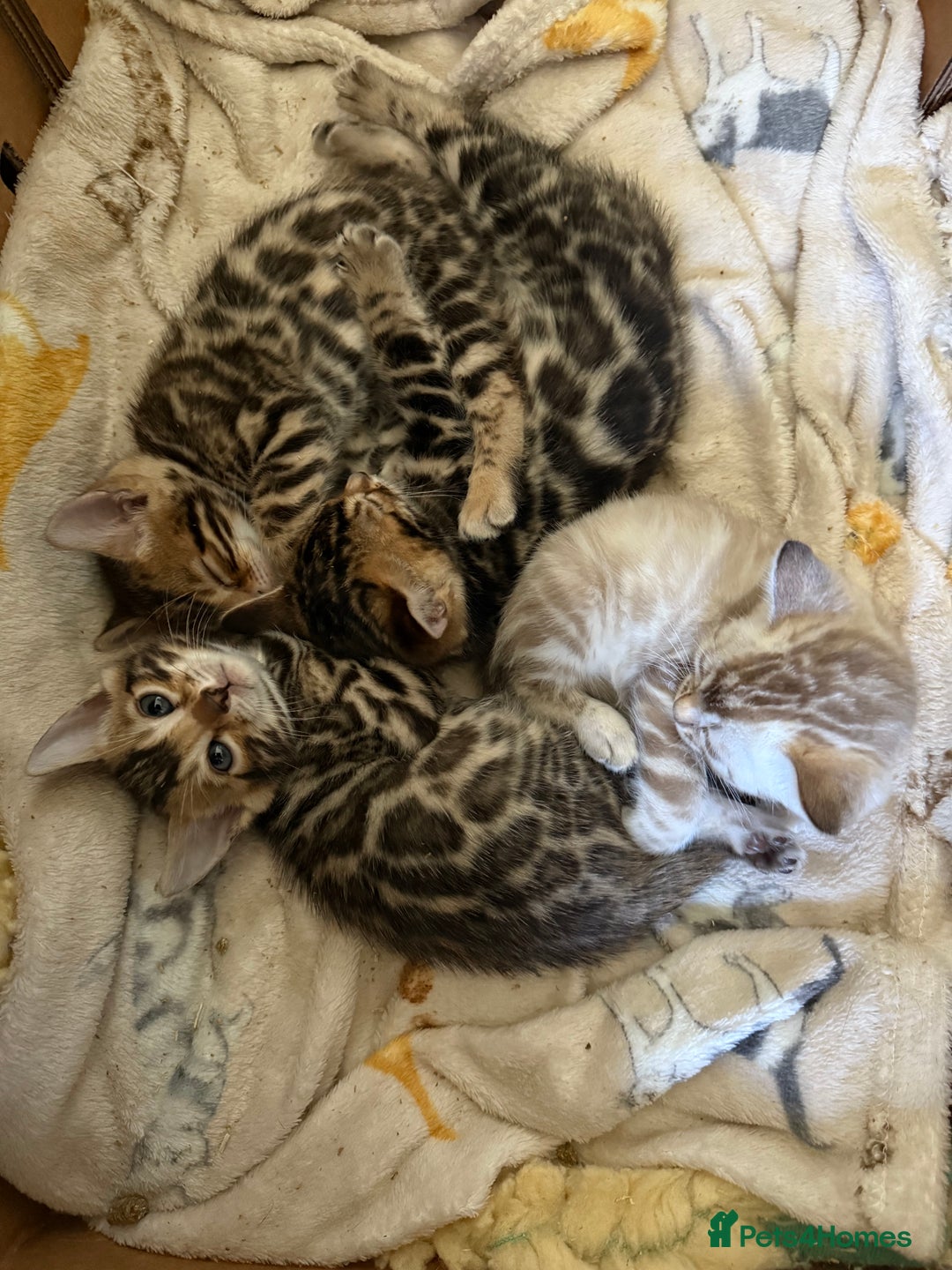 Bengal cats for sale: Stunning 🐾 Pedigree Bengal Kittens 🐆 TICA Reg - Advert 1