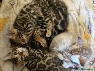 Bengal cats Stunning 🐾 Pedigree Bengal Kittens 🐆 TICA Reg - Advert 1