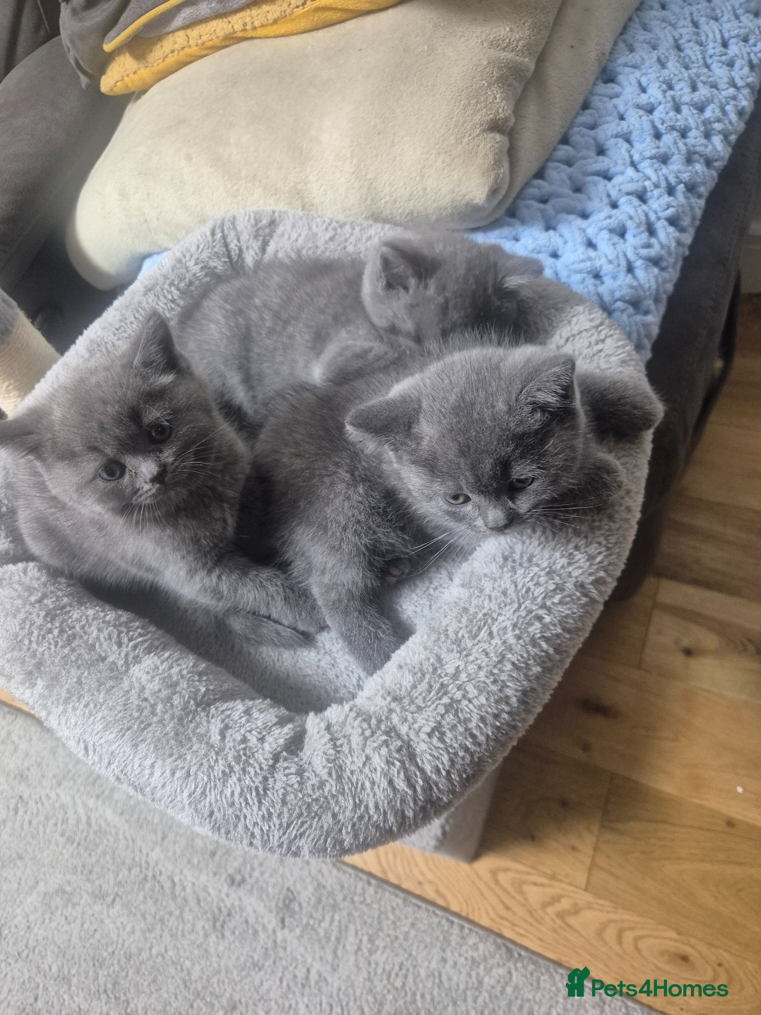 British Shorthair cats for sale: 2 male kittens - Advert 12