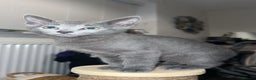 Russian Blue cats for sale: Gorgeous Championship Russian blue kittens  - Advert 35