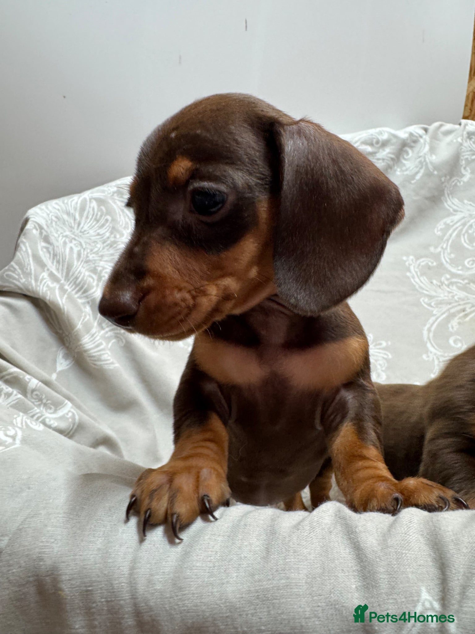 Miniature Dachshund dogs CHOCOLATE AND TAN GIRL PUPPIES  - Advert 2