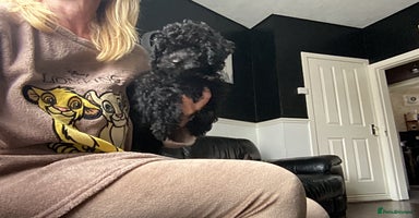 Doxiepoo dogs - Advert 11