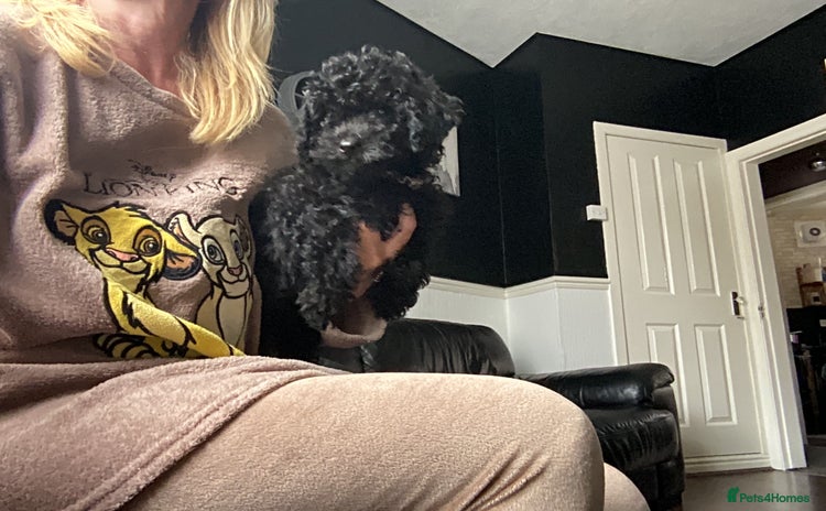 Doxiepoo dogs - Advert 1