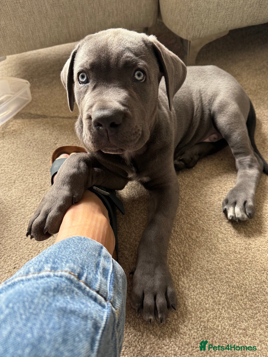 Cane Corso dogs for sale: Came Corao Pup - Image 3