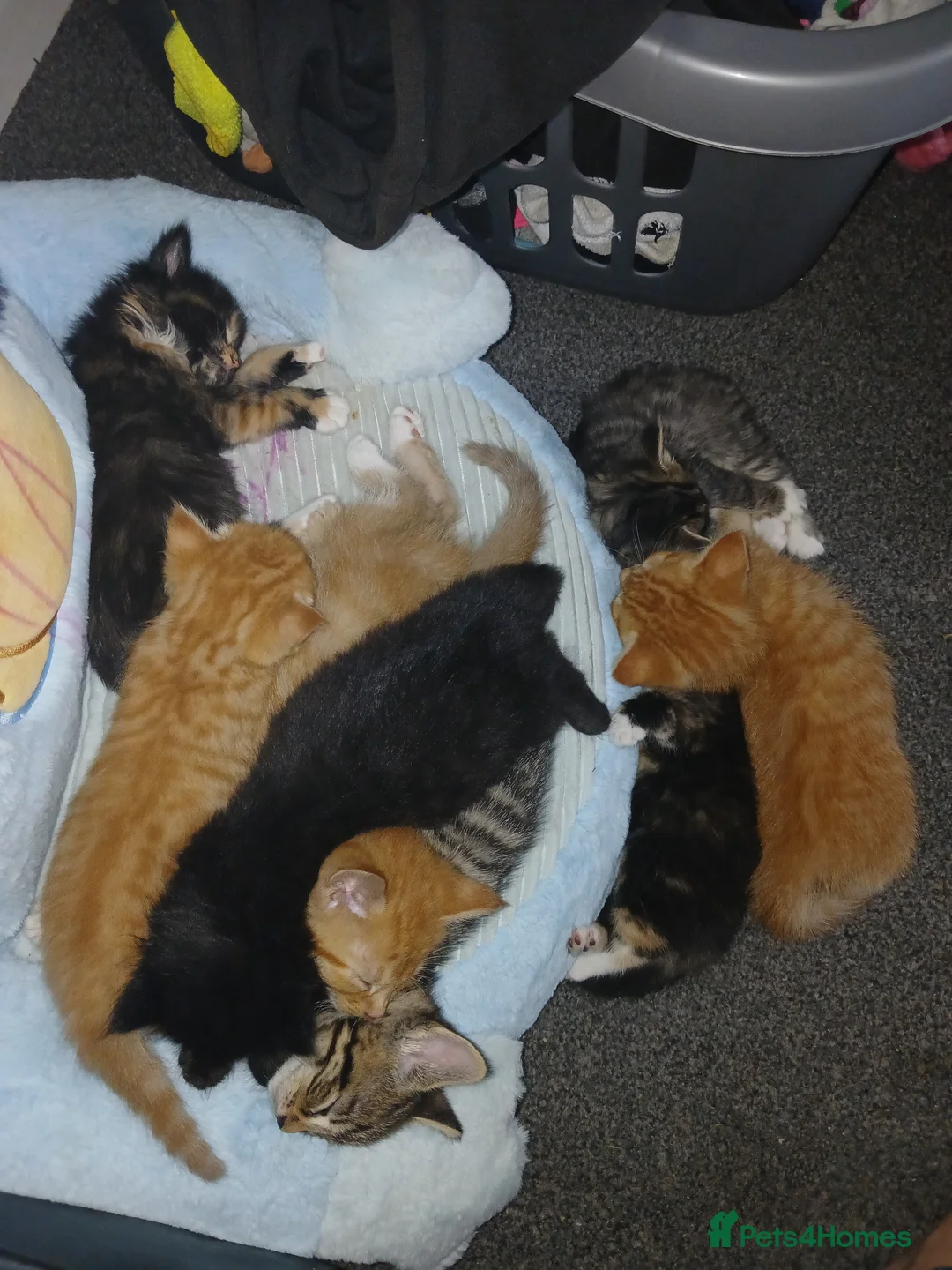 Domestic Shorthair cats for sale: For gorgeous male kittens - Advert 14