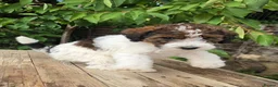Standard Poodle dogs for sale: Parti Colour Fox Terrier x Standard Poodle Pups - Advert 19