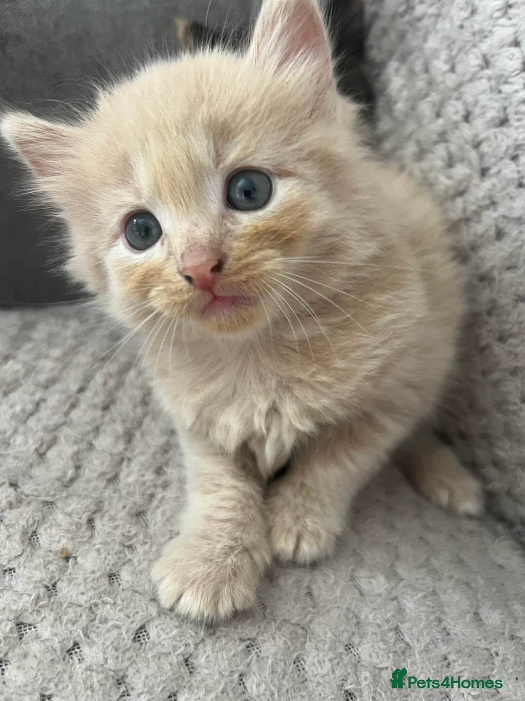 Mixed Breed cats for sale: 2 beautiful kittens male and female  - Image 7