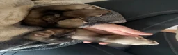 Ferret rodents for sale: Stunning Ferret. Kits  - Advert 6
