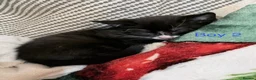 Mixed Breed cats for sale: 3 kittens ready for new homes  - Advert 7