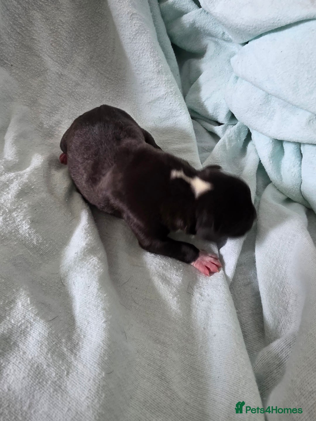 Staffordshire Bull Terrier dogs for sale: STAFFORDSHIRE BULL TERRIOR PUPPIES - Image 5