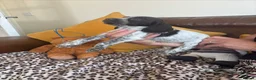 Sprocker dogs for sale: Sprocker spaniel puppies - Advert 4