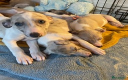 Whippet dogs for sale: Whippet pups  - Image 25