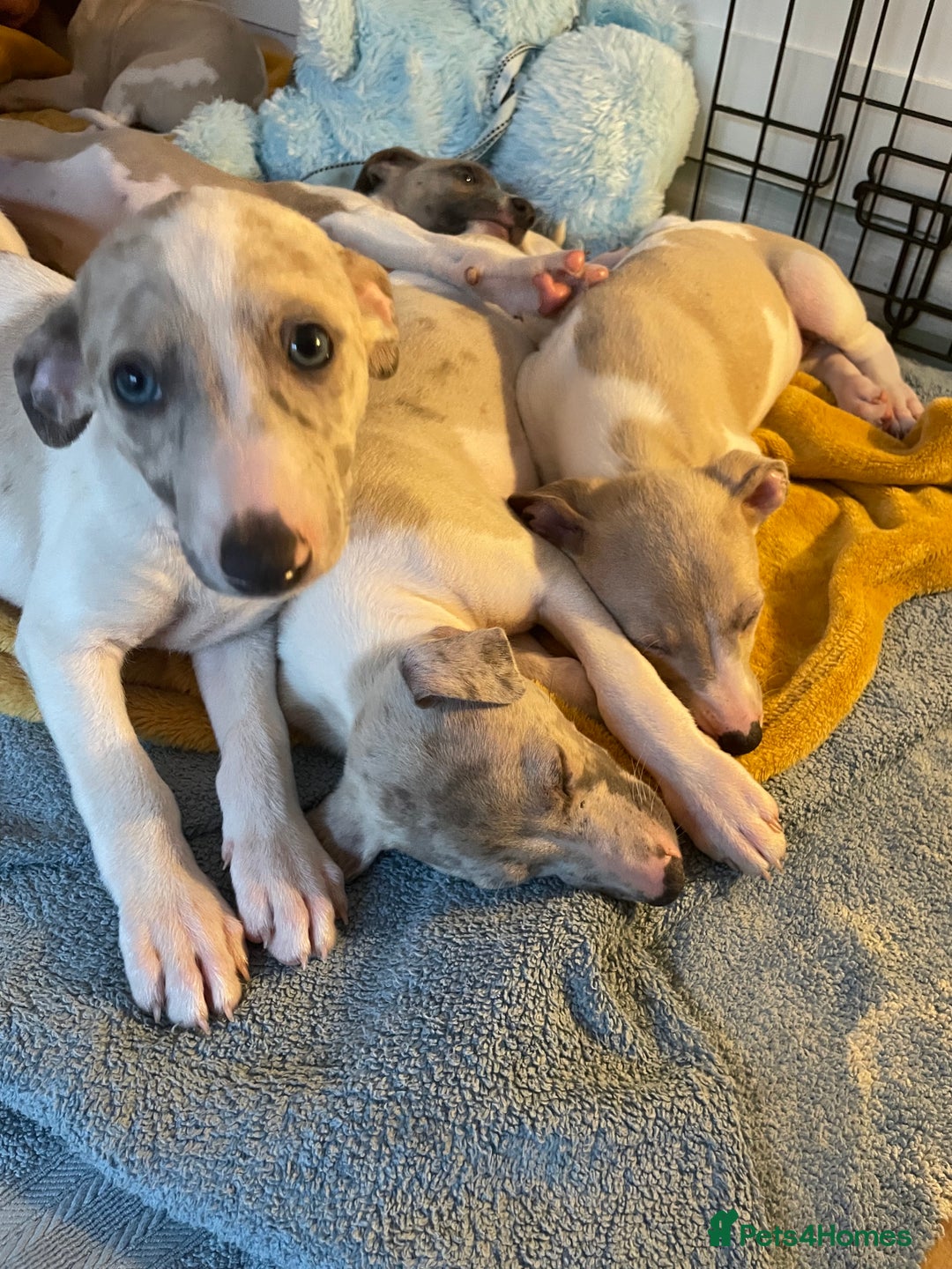 Whippet dogs for sale: Whippet pups  - Image 25