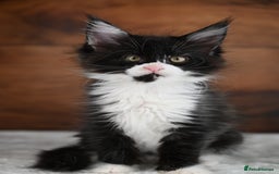 Maine Coon cats for sale: ✨Meet Cherry & Plum✨- TICA Reg - High Smoke-white - Image 9