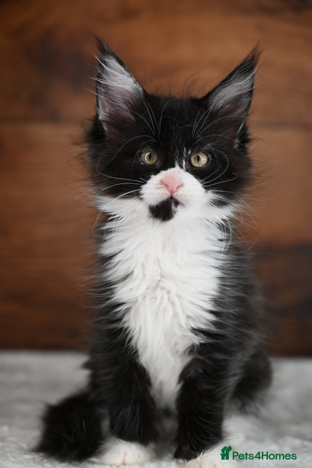 Maine Coon cats for sale: ✨Meet Cherry & Plum✨- TICA Reg - High Smoke-white - Image 9