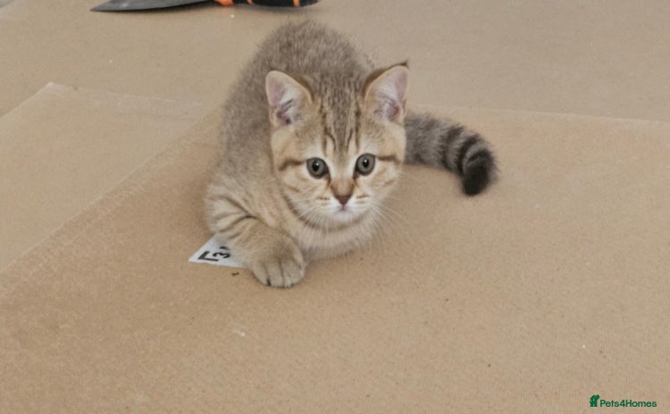 British Shorthair cats - Advert 6