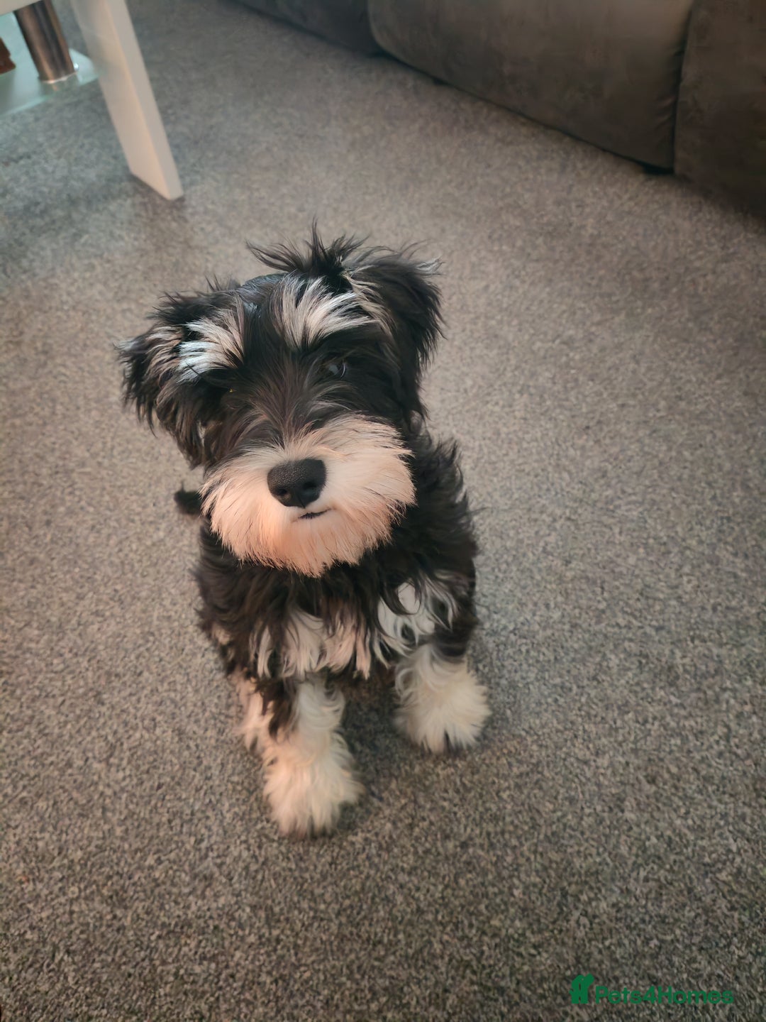 Miniature Schnauzer dogs for stud: KC Registered Miniature Schnauzer Stud - Advert 5