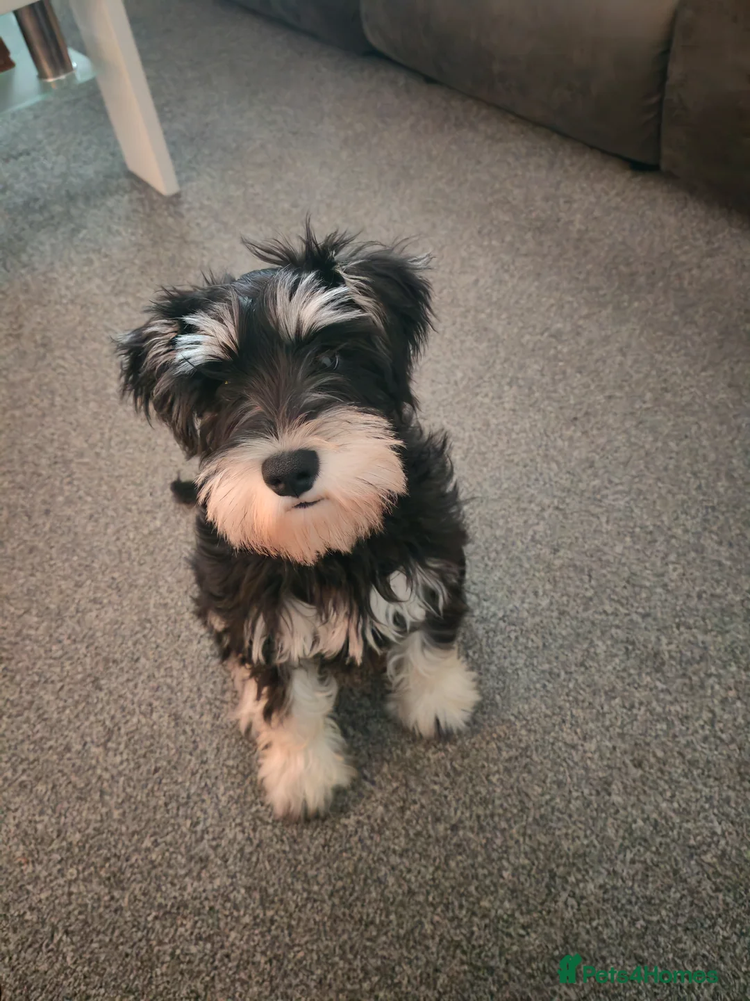 Miniature Schnauzer dogs for stud: KC Registered Miniature Schnauzer for Stud - Advert 5