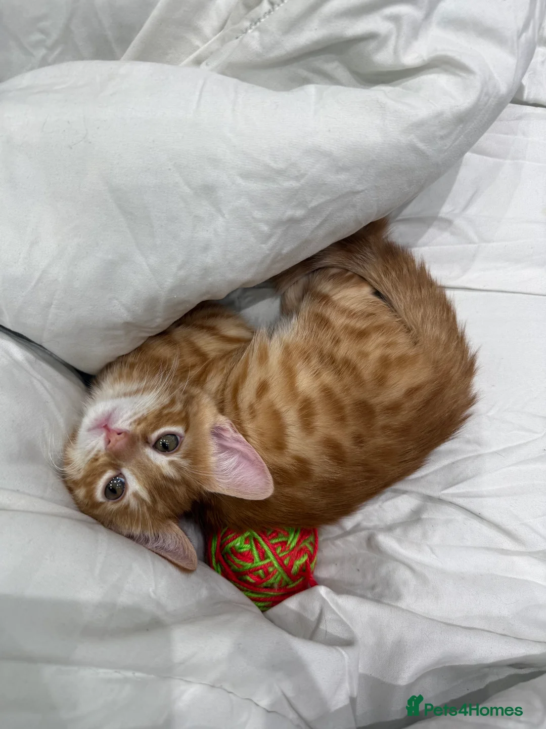 Mixed Breed cats for sale: cute tabby kittens - Advert 7