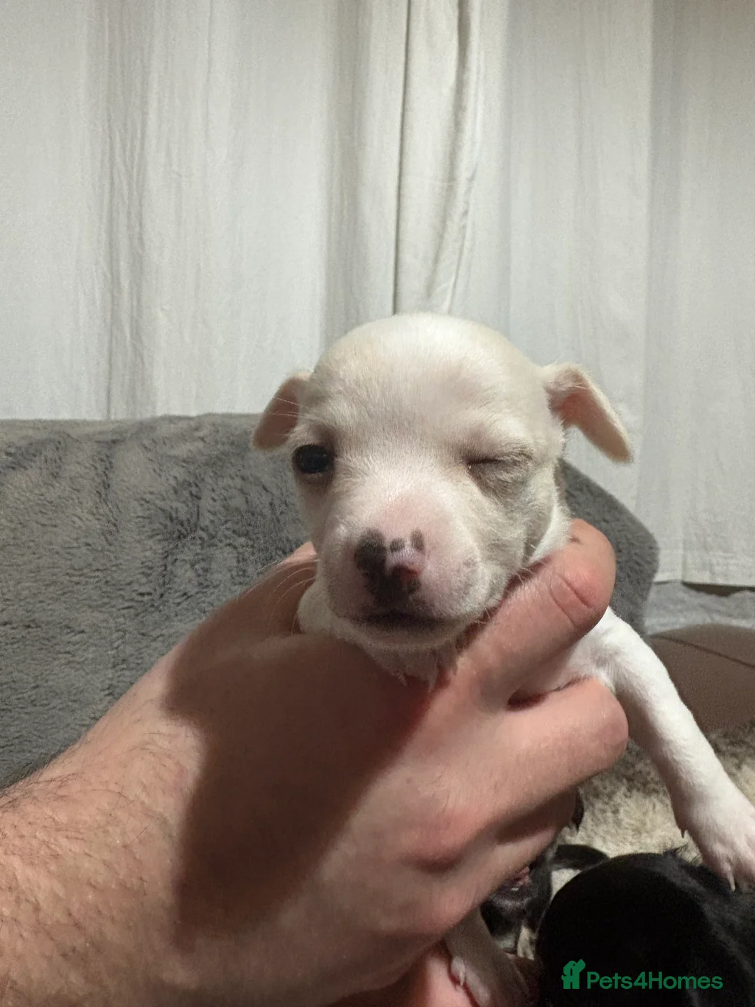 Chihuahua dogs for sale: Chihuahua puppies for sale  - Advert 10