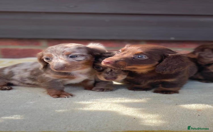 Miniature Dachshund dogs - Advert 3