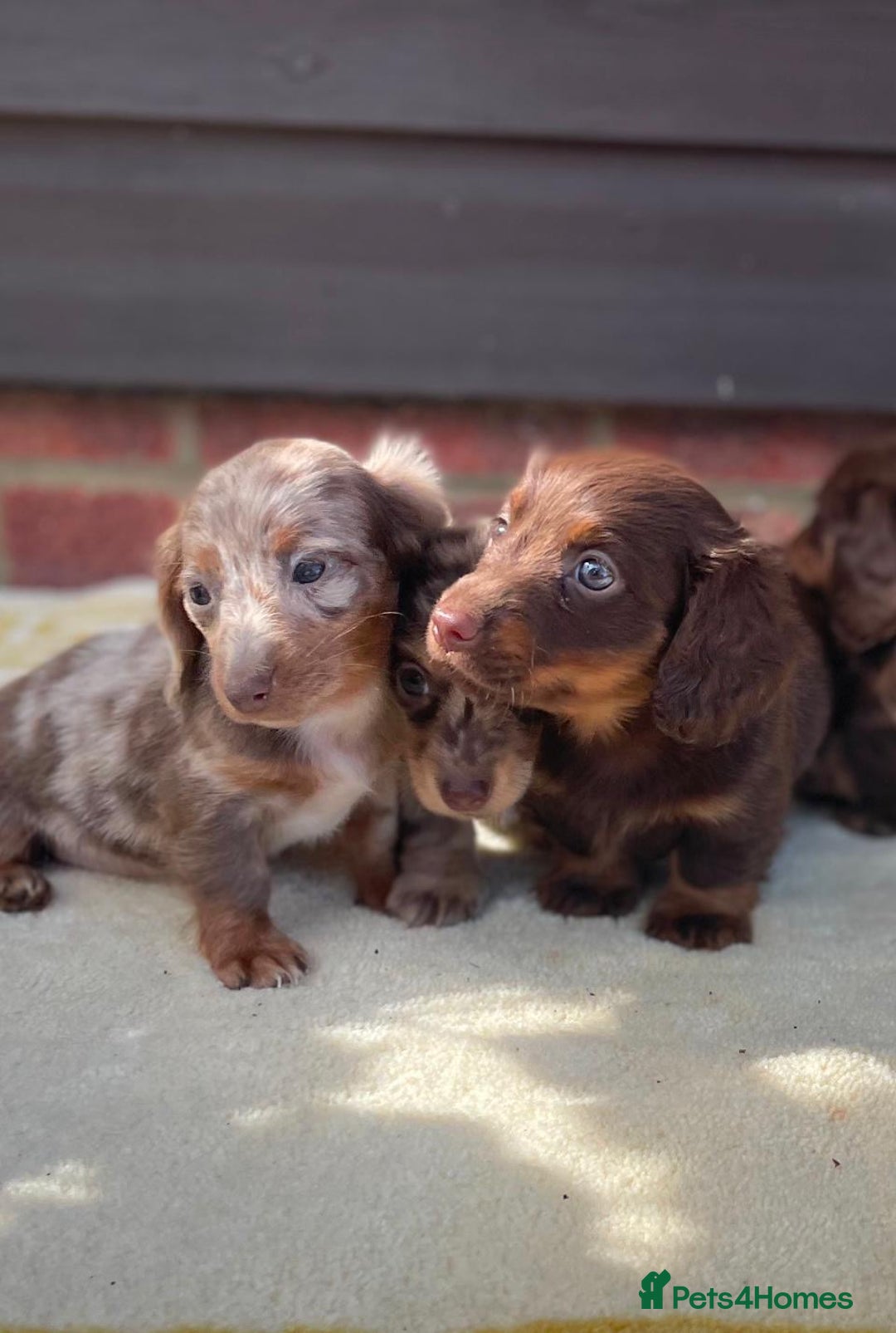 Miniature Dachshund dogs for sale: Long haired miniature Dashshund puppies  - Image 1