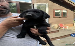 Labrador Retriever dogs for sale: 6 beautiful pedigree Labrador puppies - Image 4