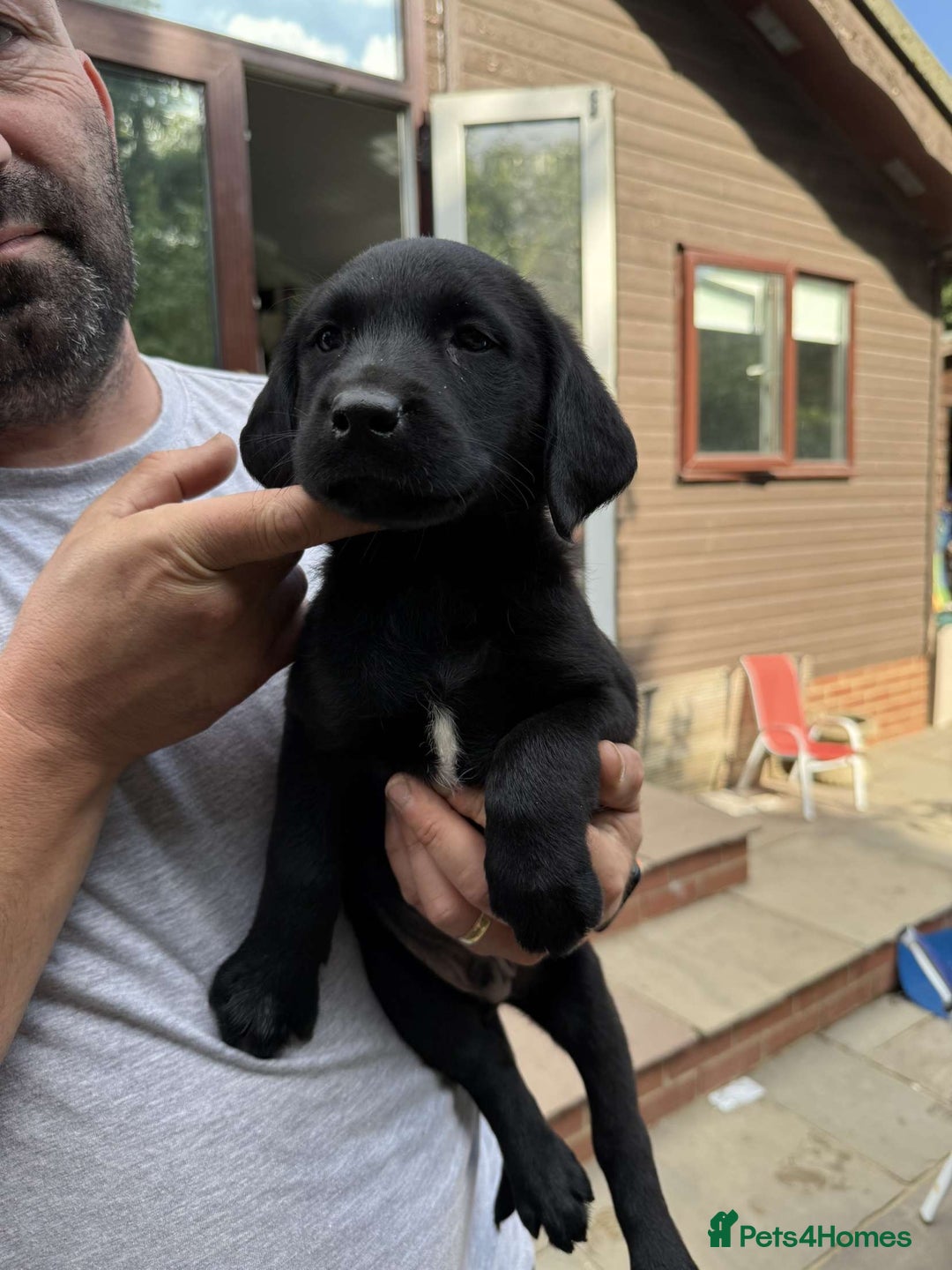 Labrador Retriever dogs for sale: 6 beautiful pedigree Labrador puppies - Image 4