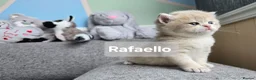 British Shorthair cats for sale: Pedigree golden British shorthair  - Advert 1
