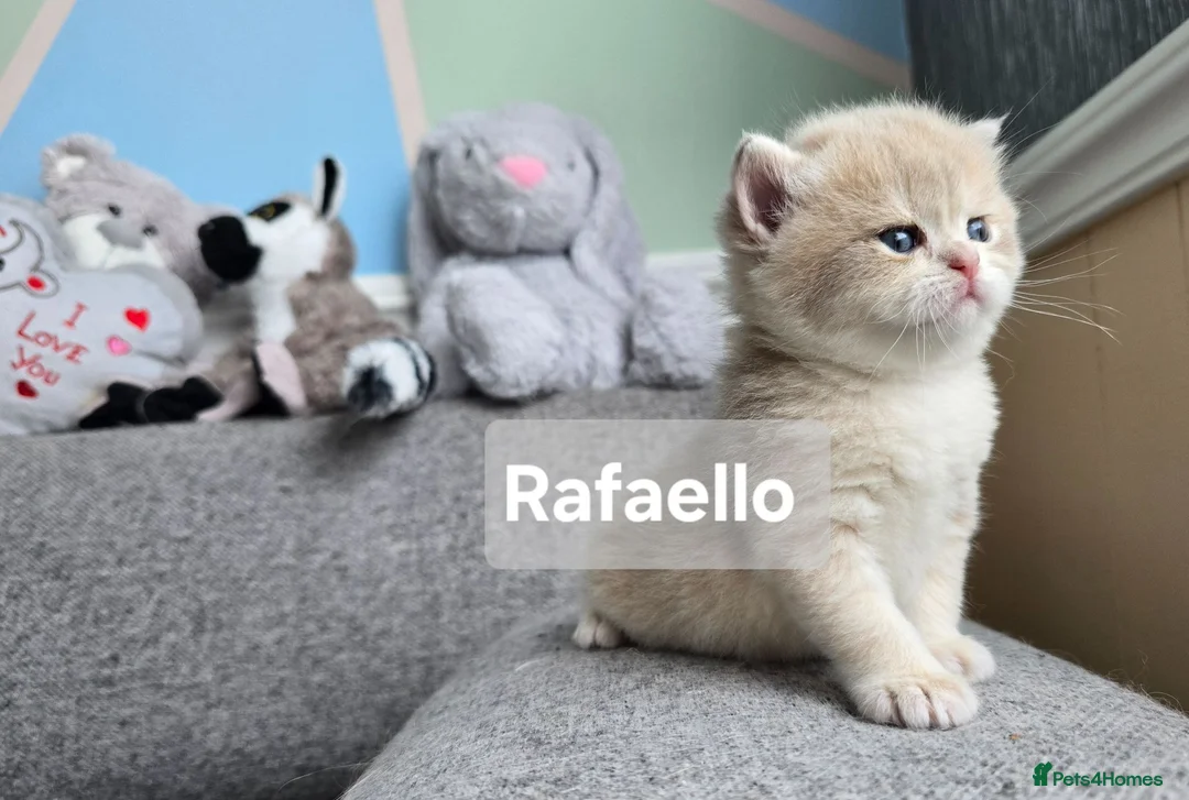 British Shorthair cats for sale: Pedigree golden British shorthair  - Advert 1