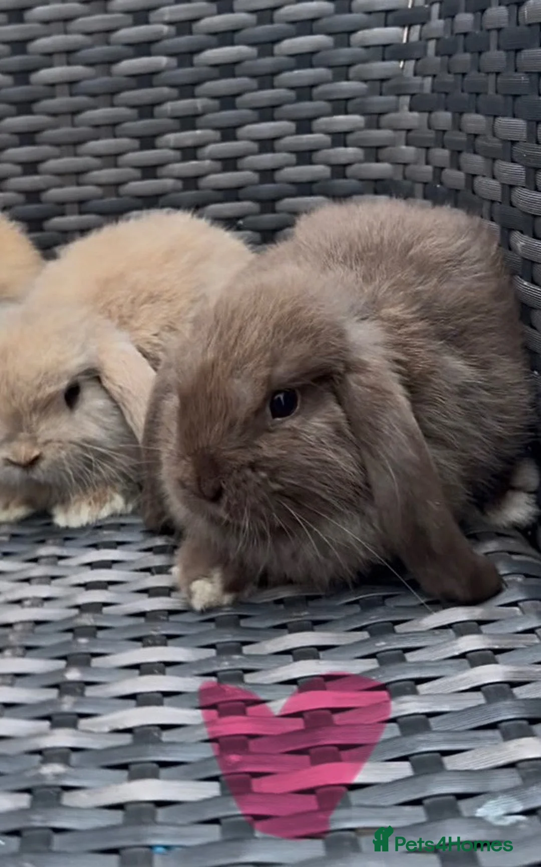 Mini Lop rabbits for sale: Beautiful baby mini lops  - Advert 2