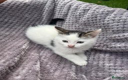 Mixed Breed cats for sale: Adorable kittens and mother looking for a new home - Image 6