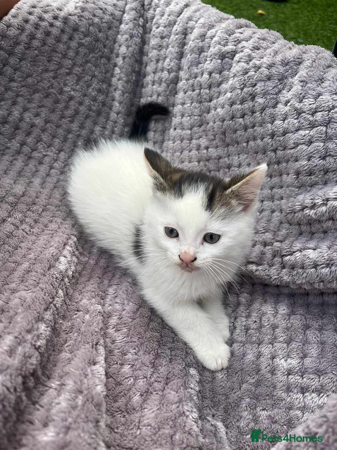 Mixed Breed cats for sale: Adorable kittens and mother looking for a new home - Image 6